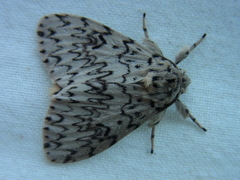 Lymantria minomonis