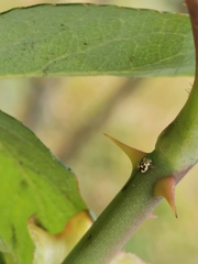 Psyllobora vigintimaculata