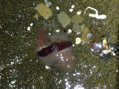 Notoplana sanguinea