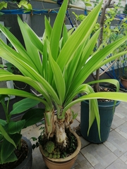 Pandanus amaryllifolius