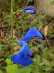 Salvia patens