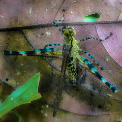 Sciaphilomastax