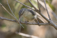 Campylorhynchus turdinus