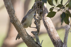 Campylorhynchus turdinus