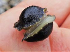 Onchidella nigricans