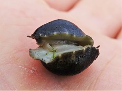 Onchidella nigricans