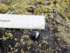 Onchidella nigricans