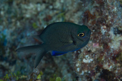 Chromis weberi