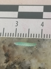 Lepidoptera