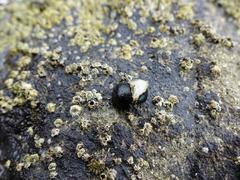 Onchidella nigricans