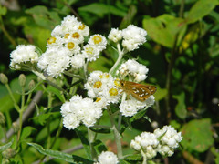 Hesperia comma laurentina