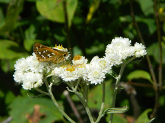 Hesperia comma laurentina