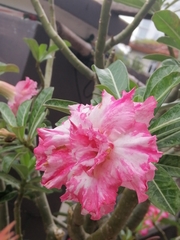 Adenium obesum