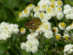 Hesperia comma laurentina