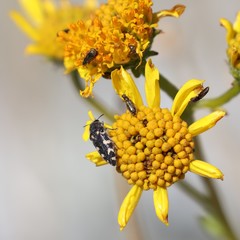Acmaeodera tuta