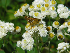 Hesperia comma laurentina