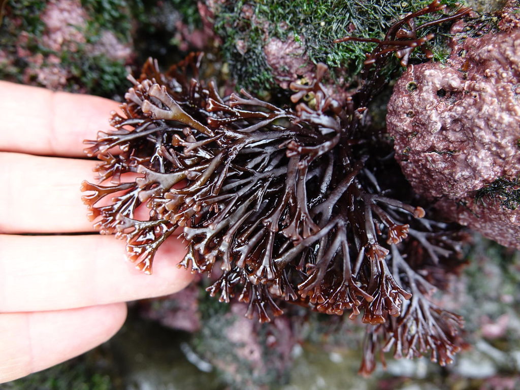 Ahnfeltiopsis humilis