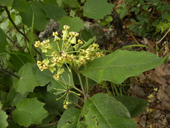 Asclepias similis