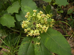 Asclepias similis