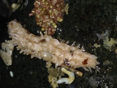 Eupentacta quinquesemita