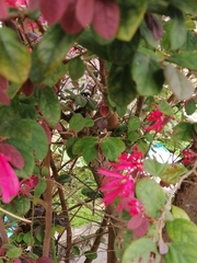 Loropetalum