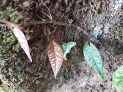 Ficus sarmentosa henryi