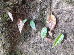 Ficus sarmentosa henryi