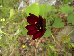 Cosmos atrosanguineus