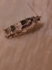 Pseudexentera hodsoni