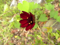 Cosmos atrosanguineus