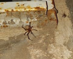 Latrodectus geometricus