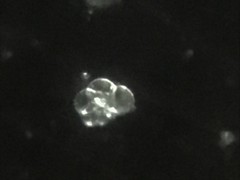 Globigerinidae