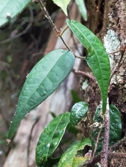 Ficus sarmentosa henryi