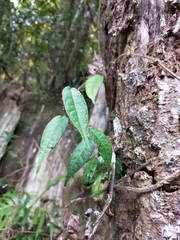 Ficus sarmentosa henryi