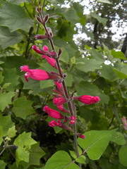Salvia involucrata