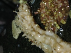 Eupentacta quinquesemita