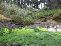 Ulva compressa