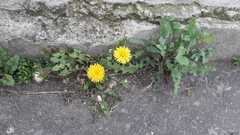 Taraxacum officinale