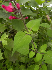 Salvia involucrata
