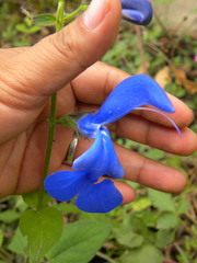 Salvia patens