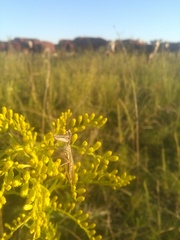 Paramantispa prolixa