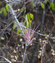 Tillandsia achyrostachys