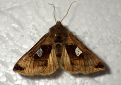 Autographa aemula