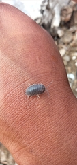 Porcellio laevis