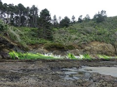 Ulva compressa