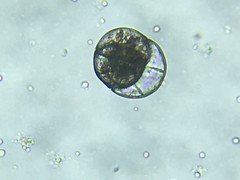 Planodiscorbis rarescens