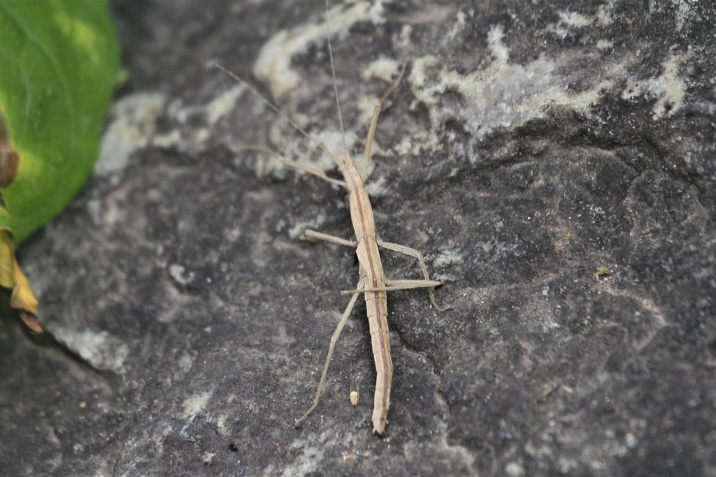Libethra minuscula