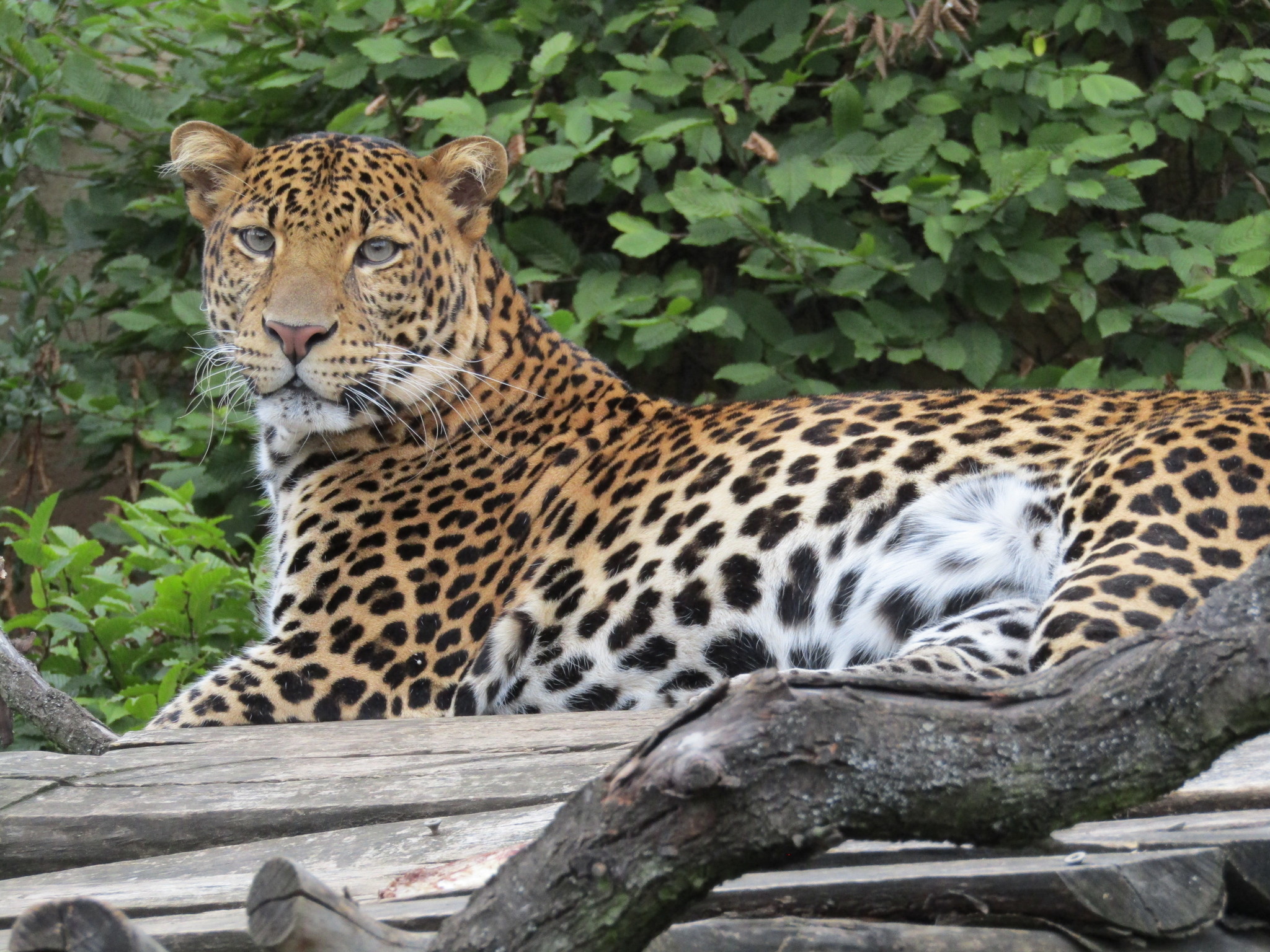 Javan Leopard Tutul Panthera Pardus Melas Java Island Leopard