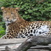 Javan Leopard - Photo (c) Vachovec1, some rights reserved (CC BY-SA)