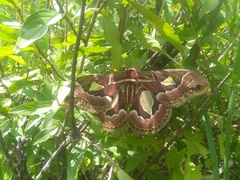 Rothschildia jacobaeae